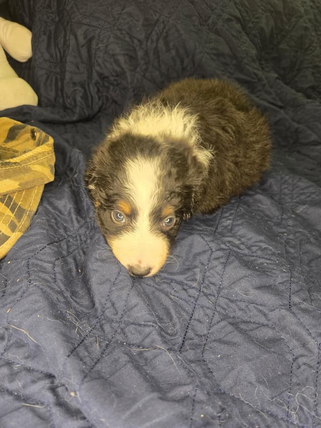Border Collie Puppies - health tested parents media 5