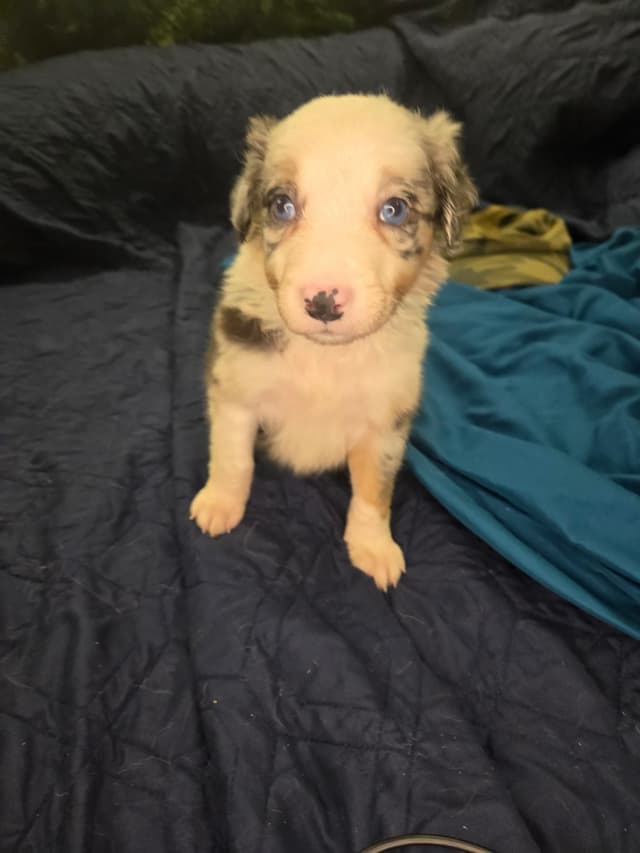 Border Collie Puppies - health tested parents media 6