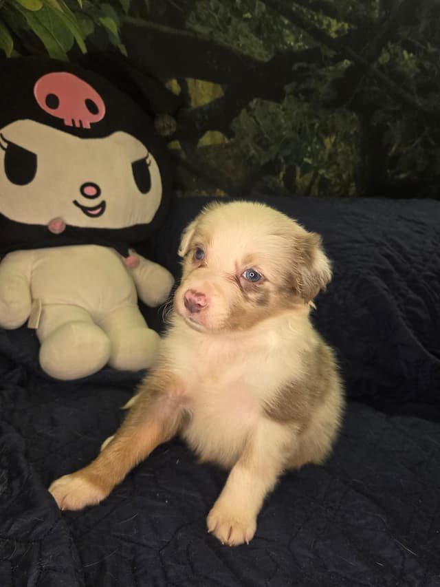Border Collie Puppies - health tested parents media 7