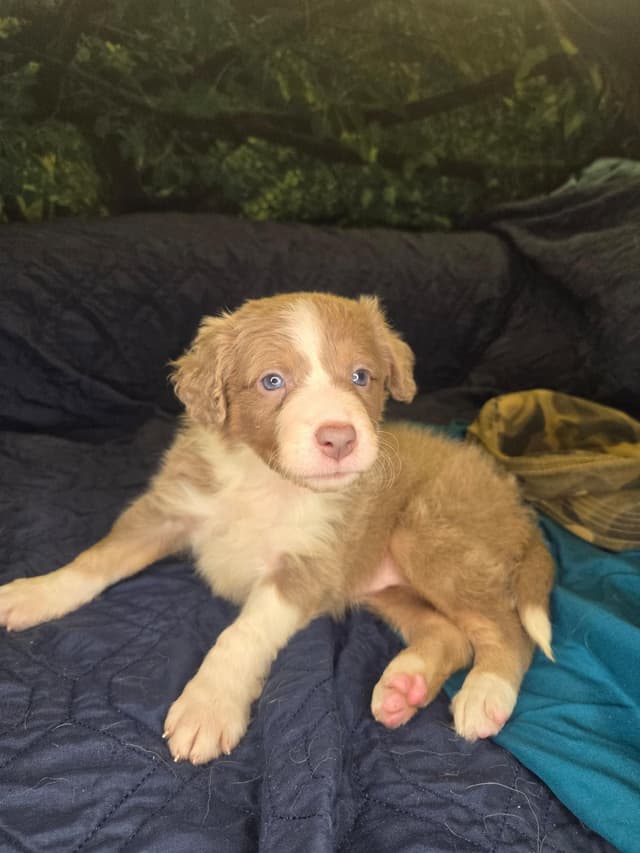Border Collie Puppies - health tested parents media 8