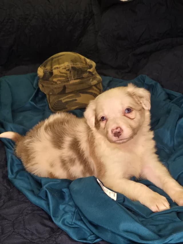 Border Collie Puppies - health tested parents media 10