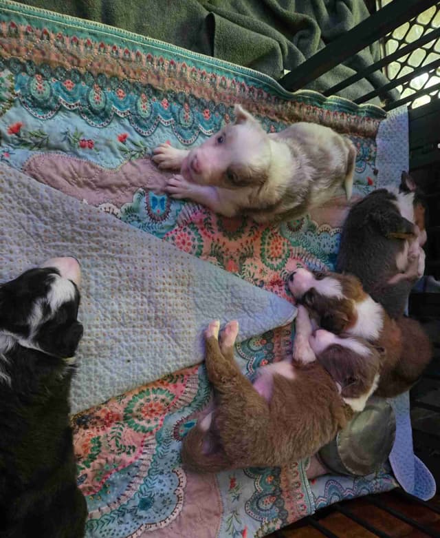 Border Collie Puppies - health tested parents media 11