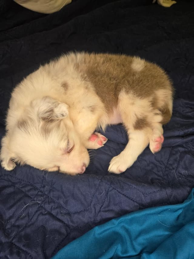 Border Collie Puppies - health tested parents media 13