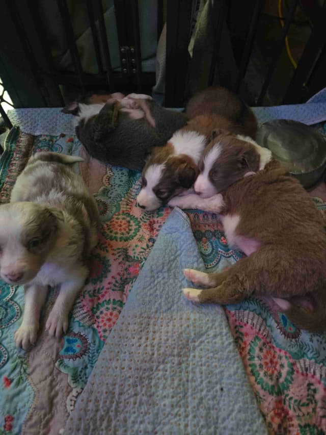 Border Collie Puppies - health tested parents media 12