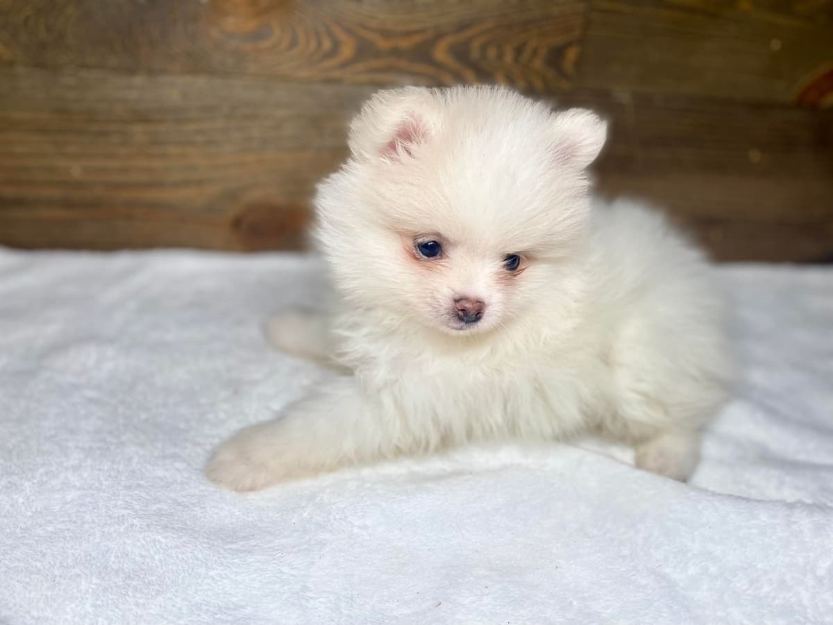 Pomeranian Puppies breeder image 1
