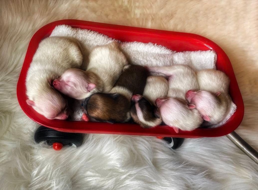 Pomeranian Puppies breeder image 4