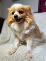 Pomeranian Puppies breeder image 3