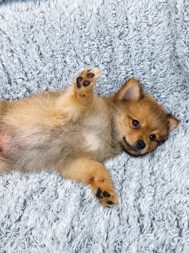 Pomeranian Puppies media 3