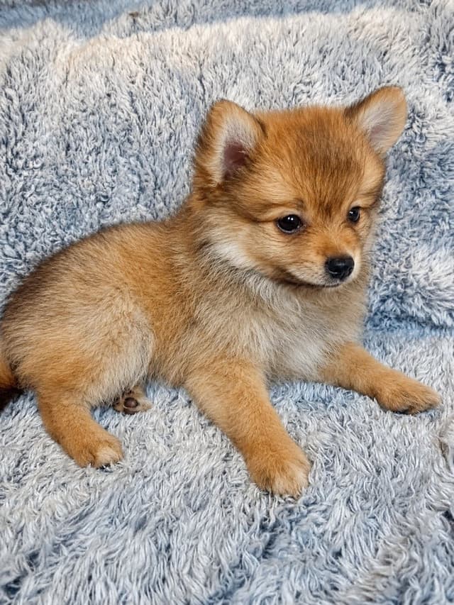 Pomeranian Puppies media 2