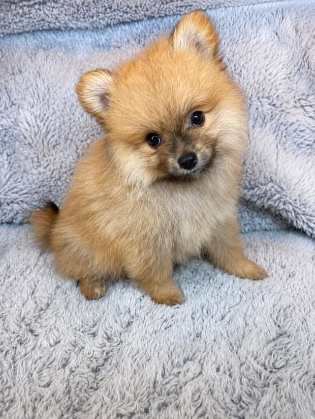 Pomeranian Puppies media 4