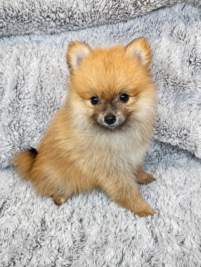 Pomeranian Puppies media 5
