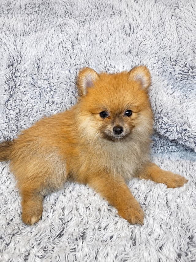 Pomeranian Puppies media 8