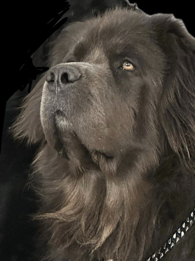 Female Grey & White Newfoundland breeder image 1