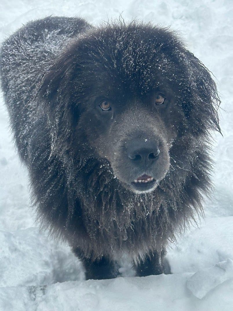 Female Grey & White Newfoundland breeder image 2