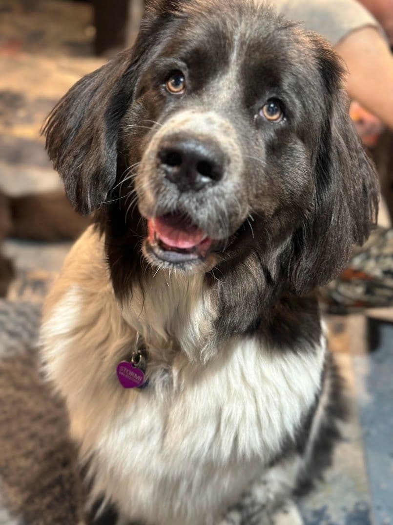 Female Grey & White Newfoundland breeder image 3