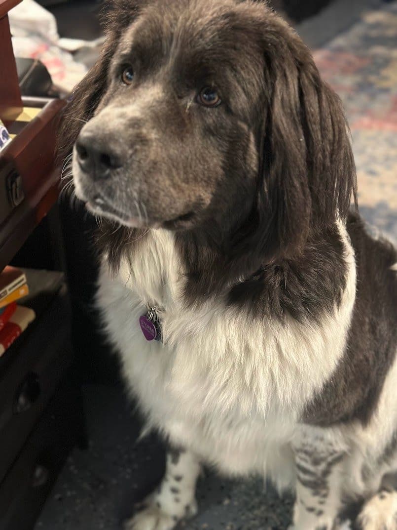 Female Grey & White Newfoundland breeder image 4