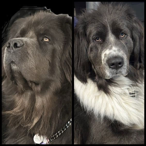 Female Grey & White Newfoundland breeder image 5