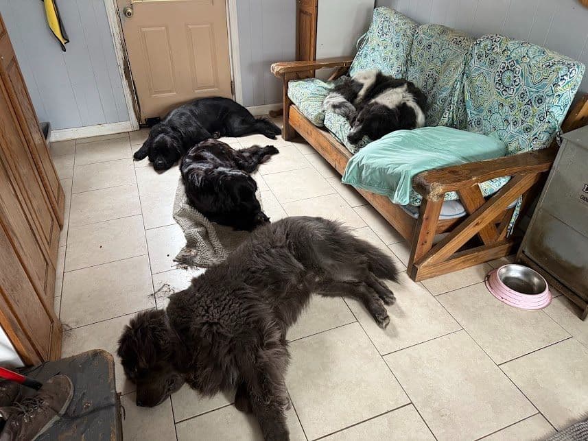 Female Grey & White Newfoundland breeder image 7
