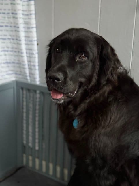 Female Grey & White Newfoundland breeder image 8
