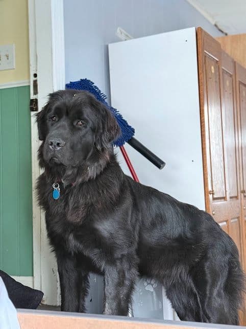 Female Grey & White Newfoundland breeder image 10