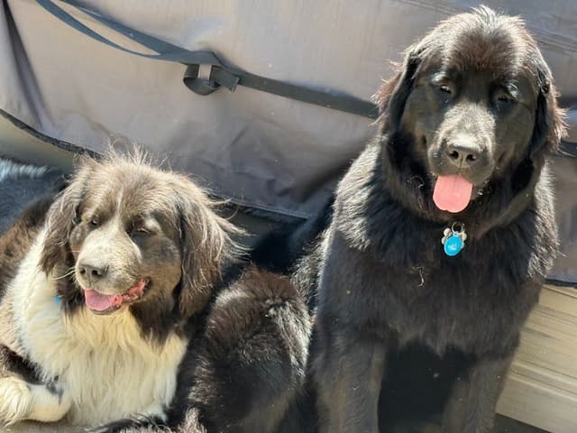 Female Grey & White Newfoundland media 9