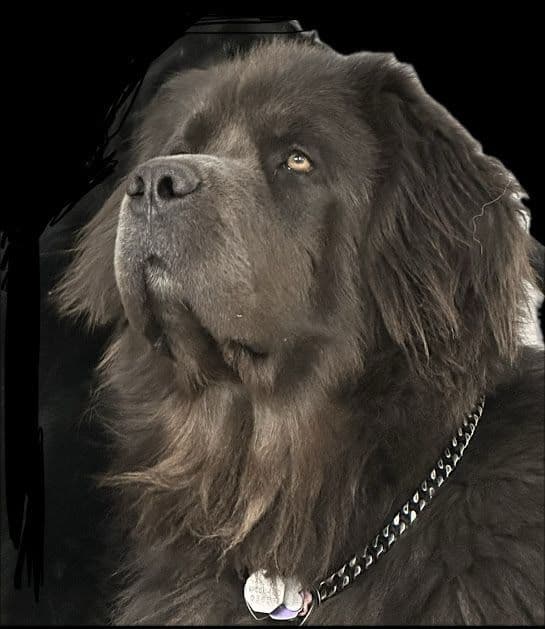 Female Grey & White Newfoundland media 8