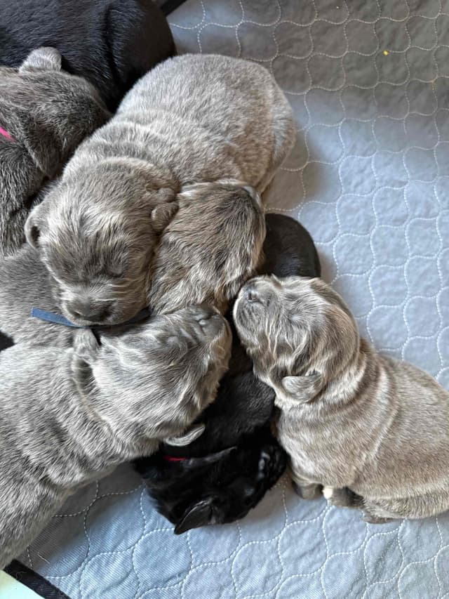 Female Grey & White Newfoundland media 10