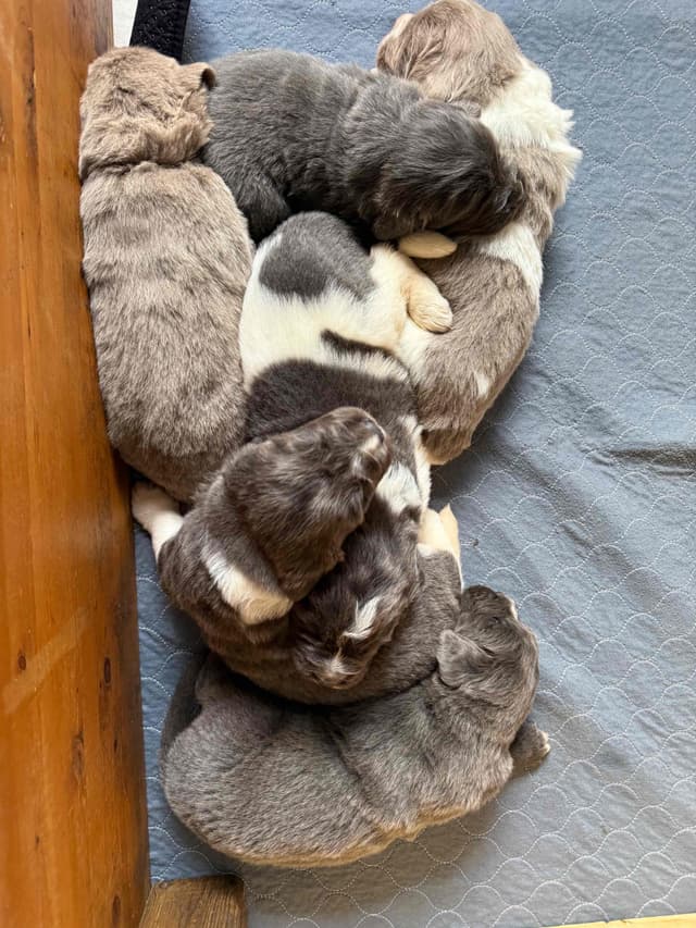 Female Grey & White Newfoundland media 11