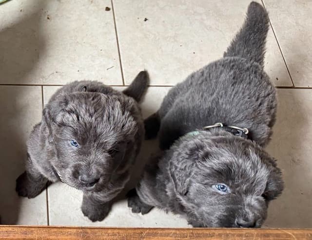 Female Grey & White Newfoundland media 12