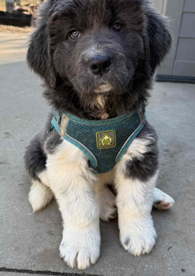 Female Grey & White Newfoundland media 7