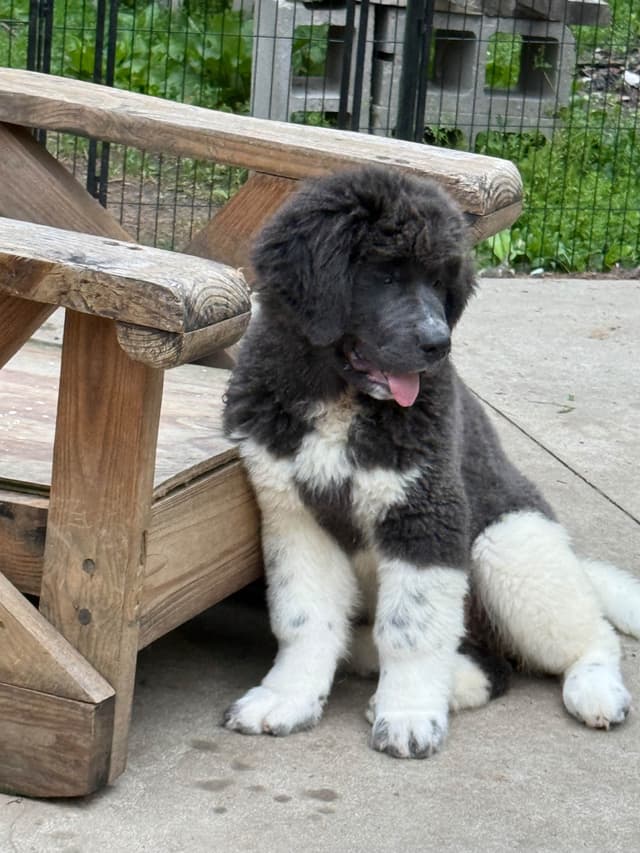 Female Grey & White Newfoundland media 6
