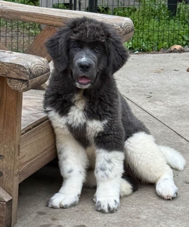 Female Grey & White Newfoundland media 5