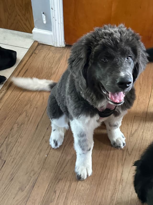 Female Grey & White Newfoundland media 2