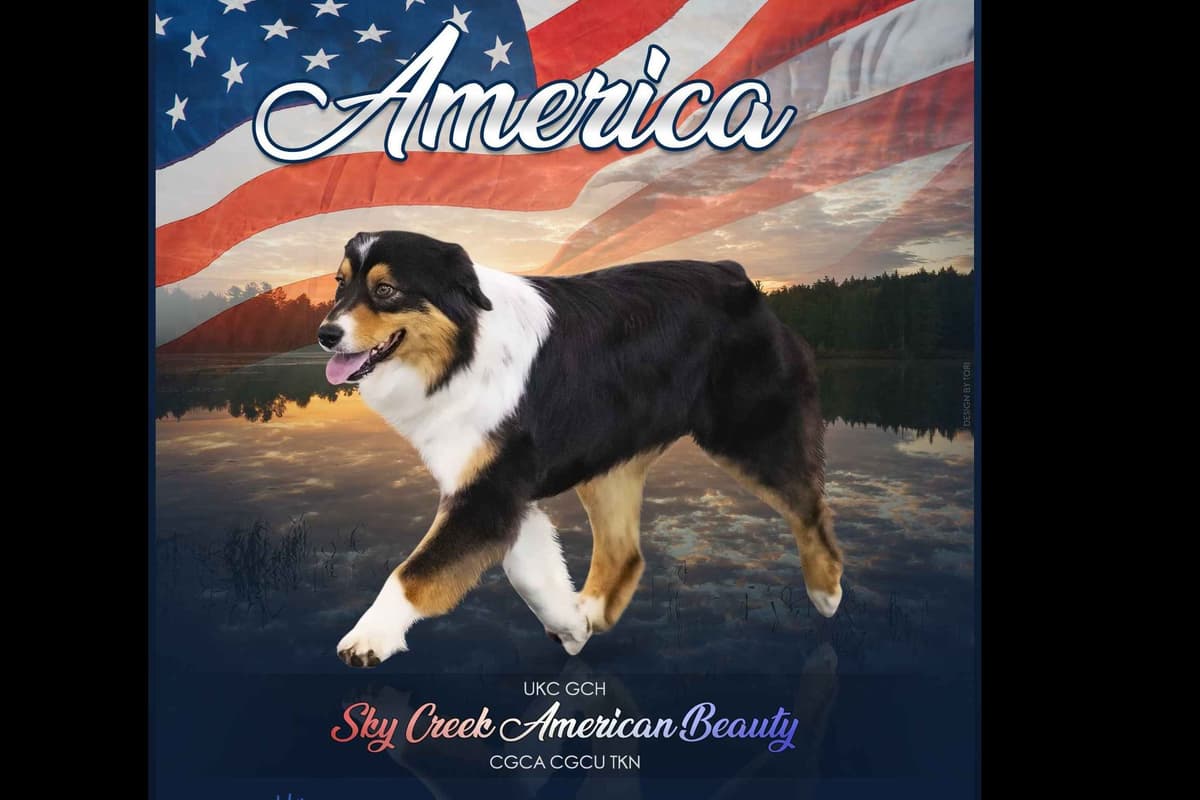 Australian Shepherd Puppies breeder image 1