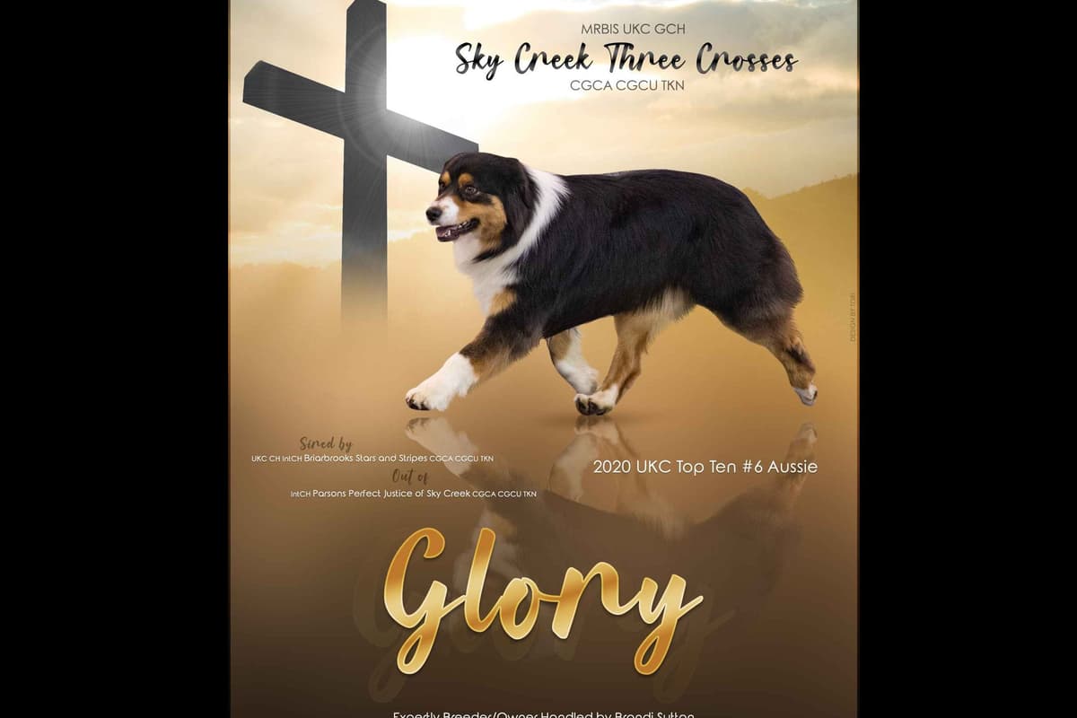 Australian Shepherd Puppies breeder image 2