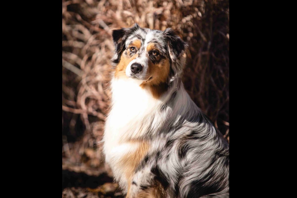 Australian Shepherd Puppies breeder image 3