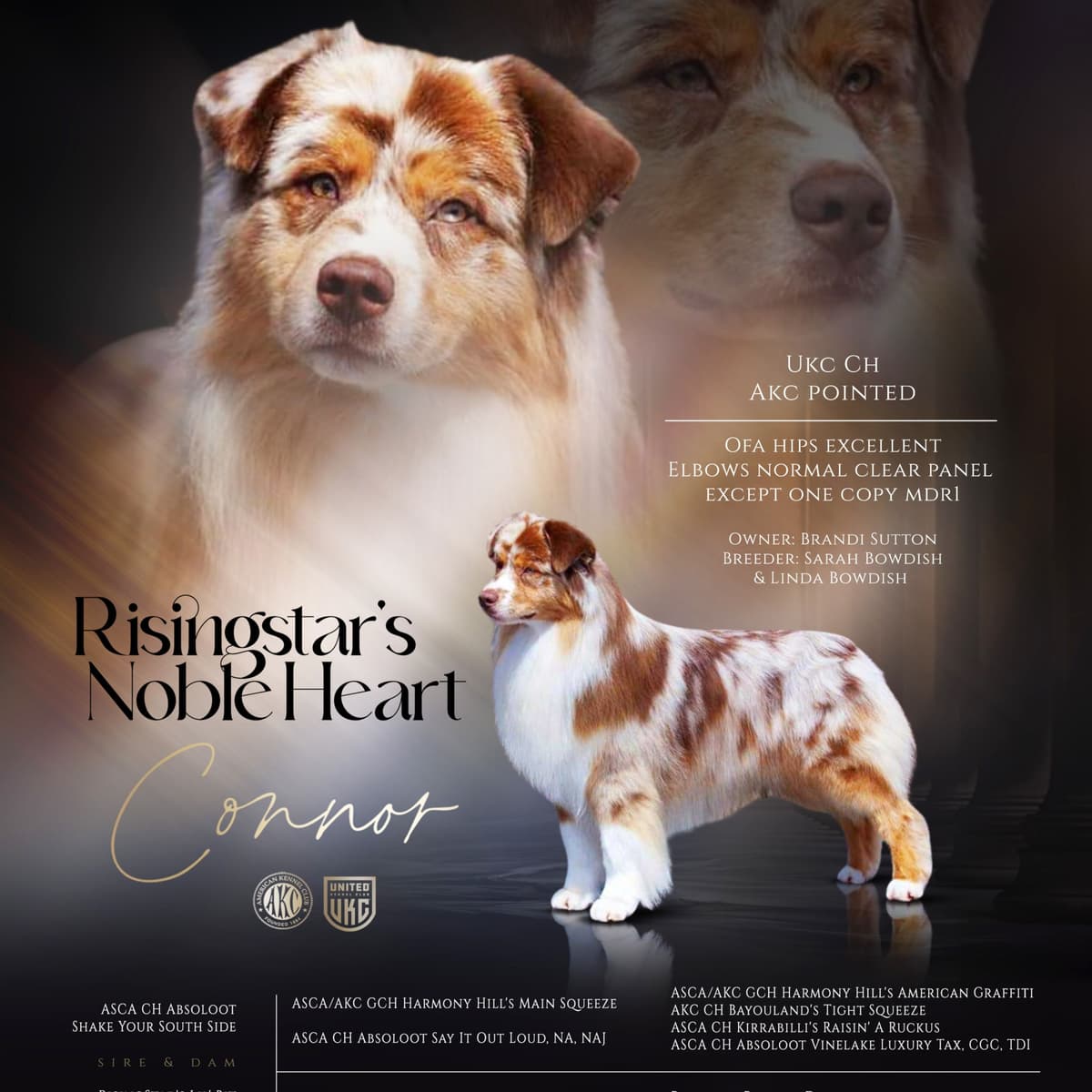 Australian Shepherd Puppies breeder image 6