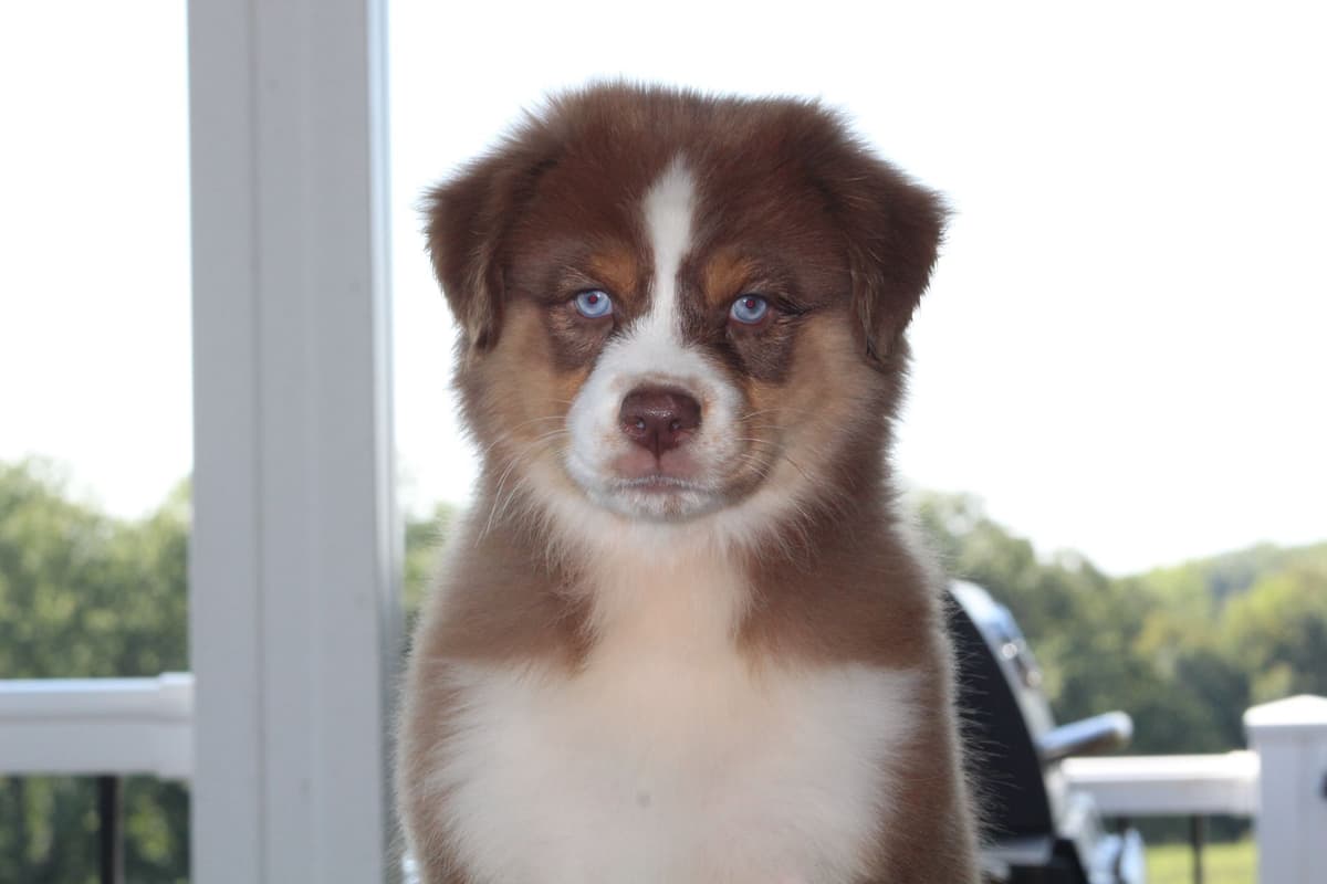 Australian Shepherd Puppies breeder image 7