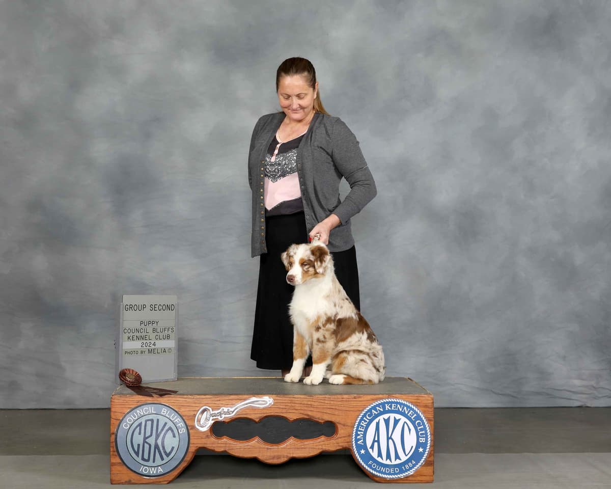 Australian Shepherd Puppies breeder image 10