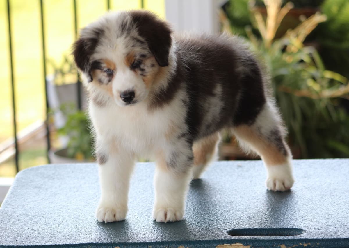 Australian Shepherd Puppies breeder image 9
