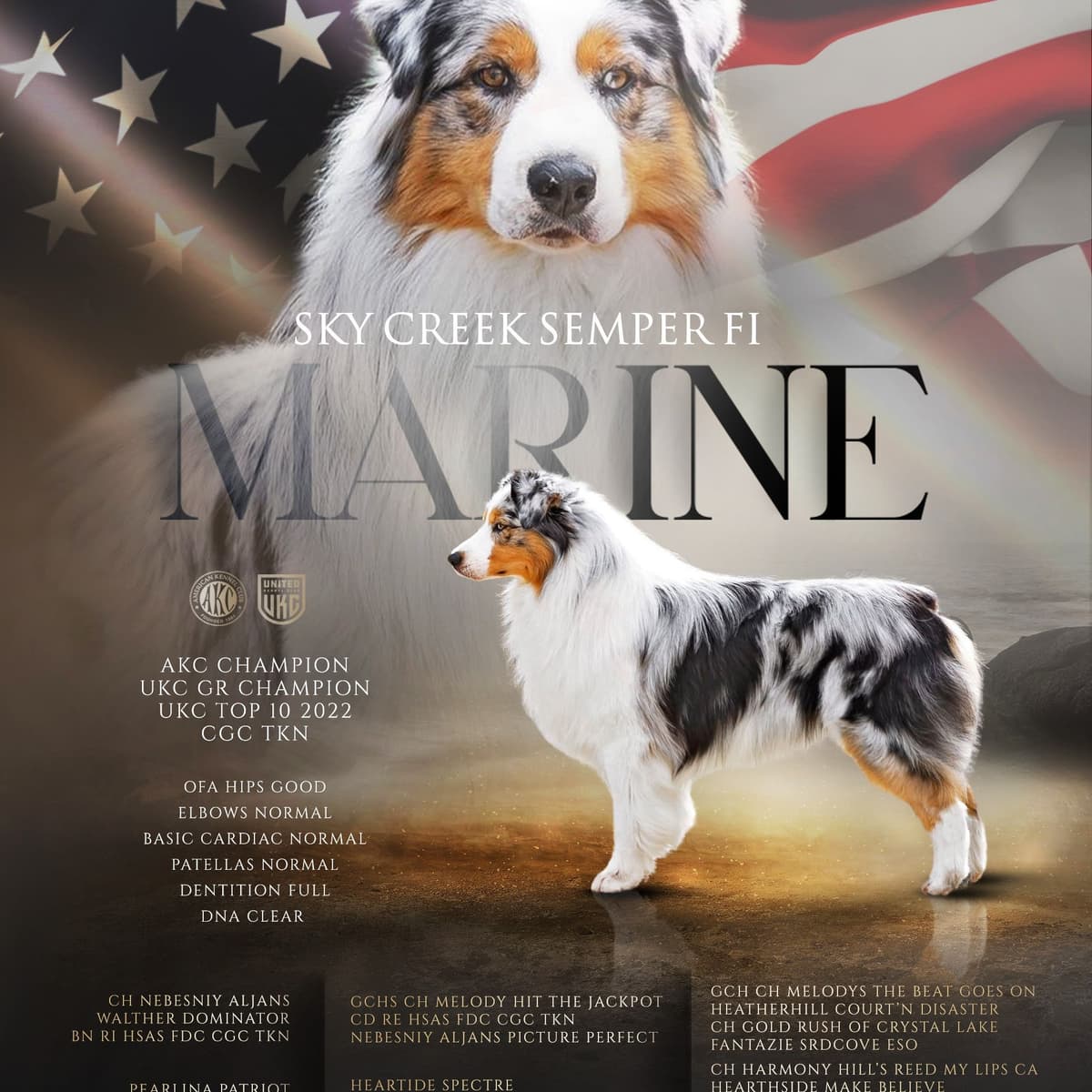 Australian Shepherd Puppies breeder image 11