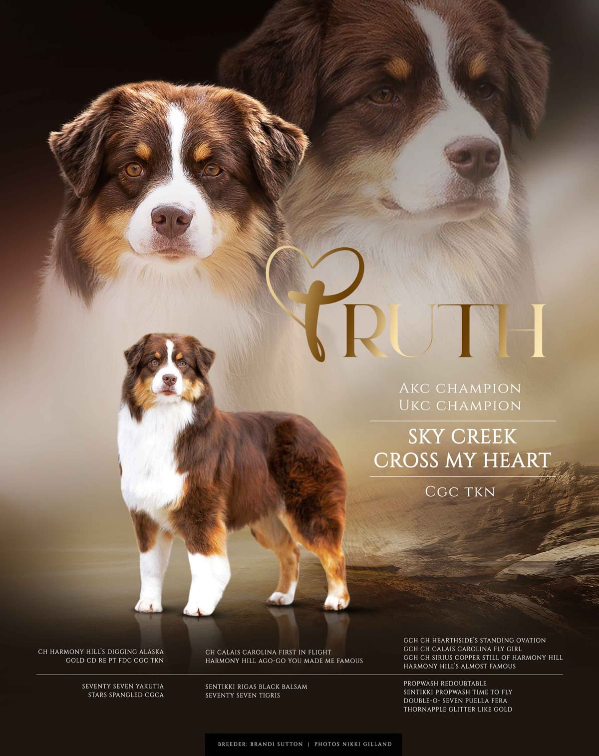 Australian Shepherd Puppies breeder image 12