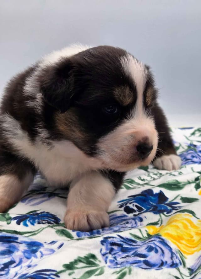 Australian Shepherd Puppies media 2