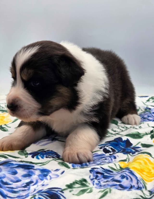 Australian Shepherd Puppies media 4