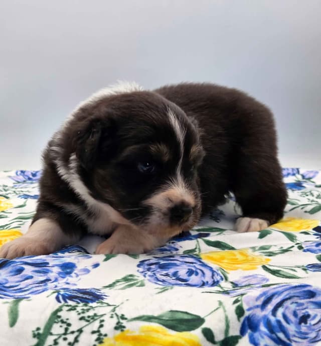 Australian Shepherd Puppies media 5