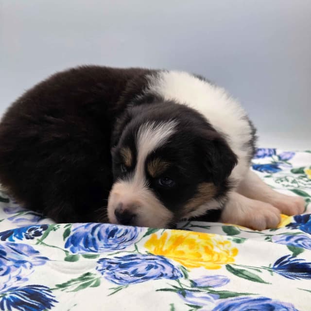 Australian Shepherd Puppies media 6