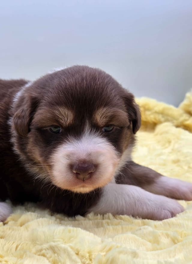 Australian Shepherd Puppies media 7