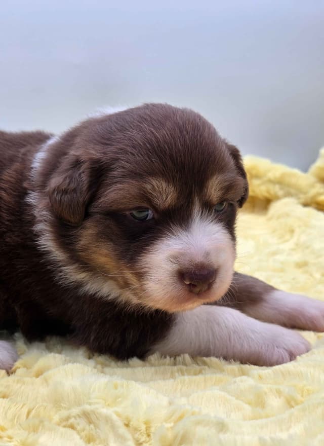 Australian Shepherd Puppies media 8