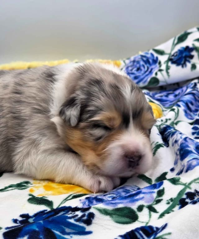 Australian Shepherd Puppies media 3