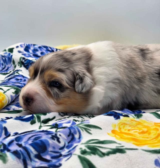 Australian Shepherd Puppies media 5